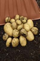 Solanum tuberosum 'Nicola' Deuxième pomme de terre précoce récoltée à partir de compost dans un bac en plastique Juillet