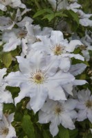Gros plan de fleurs blanches Clematis 'Belle mariée'