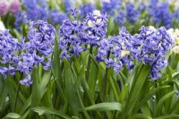 Hyacinthus orientalis 'Dr Stressemann', une jacinthe orientale parfumée aux fleurs bleu clair portées en mars et avril.