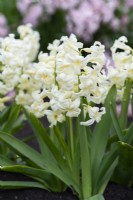 Hyacinthus orientalis 'Hermes', une jacinthe orientale parfumée aux fleurs blanches portées en mars et avril.