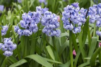 Hyacinthus orientalis 'General Kohler', une jacinthe ancienne bleu lavande introduite en 1878, fleurissant en mars et avril.