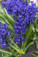 Hyacinthus orientalis 'Indigo King', une jacinthe orientale parfumée aux fleurs d'un bleu intense portées en mars et avril.