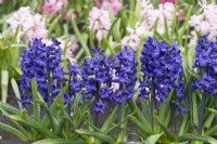 Hyacinthus orientalis 'Indigo King', une jacinthe orientale parfumée aux fleurs d'un bleu intense portées en mars et avril.