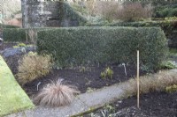 Phillyrea angustifolia. Haie taillée et taillée. La maison du jardin, Yelverton, Devon