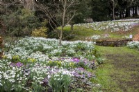 Perce-neige, aconites d'hiver et cyclamen coum dans le jardin de printemps à Colesbourne Park, Gloucestershire.