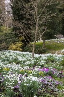 Vue sur le Spring Garden à Colesbourne Park, Gloucestershire. Parterre planté de perce-neige, aconit d'hiver et cyclamen coum.