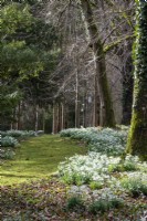 Vue à travers les bois avec des perce-neige naturalisés à Colesbourne Park, Gloucestershire