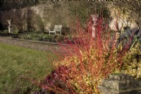 Vue d'hiver du jardin de Colesbourne Park, Gloucestershire, avec Cornus sanguinea 'Midwinter Fire' au premier plan.