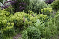 Jardin de gravier avec Euphorbia characias subsp. wulfenii parmi les pins et Cercis 'Forest Pansy' en mai