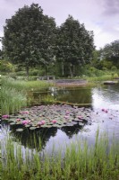 Etang de baignade naturel au jardin d'Ellicar en mai avec Nymphaea 'Charles de Meurville' et un groupe de Sorbus aria 'Mitchellii'