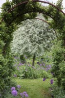 Poire argentée, Pyrus salicifolia 'Pendula', parmi les alliums des jardins d'Ellicar en mai
