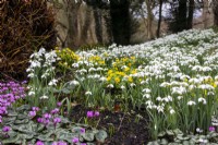Perce-neige, aconites d'hiver et cyclamen coum dans le jardin de printemps à Colesbourne Park, Gloucestershire
