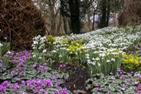Perce-neige, aconites d'hiver et cyclamen coum dans le jardin de printemps à Colesbourne Park, Gloucestershire