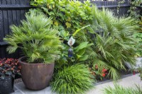Palmier nain, Chamaerops humilis 'Vulcano', l'un dans un pot, et l'autre planté dans un parterre de fleurs aux côtés de bégonias et de graminées ornementales.