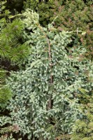 Juniperus squamata Holger, printemps Mai