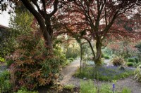 Le jardin de fleurs à Enys, Cornwall au début de mai avec des jacinthes ci-dessous un acer cuivré