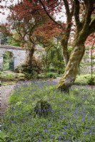 Bluebells ci-dessous un acer dans le jardin de fleurs à Enys Garden à Cornwall au début de mai