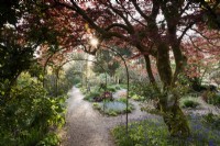 Le jardin de fleurs à Enys, Cornwall au début de mai avec des jacinthes ci-dessous un acer cuivré