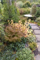 Parterre mixte d'arbustes à feuilles caduques et persistantes, y compris les houx, les conifères et les cornus dans le jardin de John Massey en octobre.