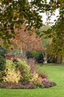 Parterre de fleurs mixte au jardin de John Massey en octobre avec des arbustes dont des cornus et des nérines lumineuses.