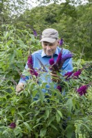 Peter Moore, conservateur d'une collection nationale de Buddleja à Longstock Park Nursery, tête morte Buddleja davidii 'Sugar Plum', un cultivar qu'il a élevé.