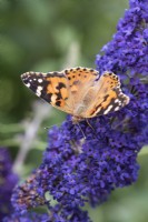 Un papillon belle dame se pose sur Buddleja davidii 'Windtor', arbuste aux papillons fleurissant à partir de juillet.