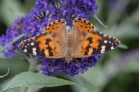 Un papillon belle dame sur Buddleja davidii 'Windtor', arbuste aux papillons fleurissant à partir de juillet.