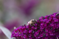 Une abeille sur Buddleja davidii 'Buzz Heaven'