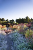 Chemin à travers la bordure de Nepeta 'Six Hills Giant' à Whitburgh Walled Garden en septembre avec plantation de graminées ornementales et de plantes vivaces herbacées.