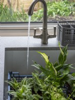 Arroser les jeunes plantes d'intérieur dans l'évier