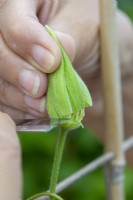 Un bouton floral de clématite femelle a ses sépales délicatement coupés dans le cadre de son émasculation.