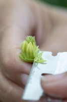 Un bouton floral de clématite femelle a ses sépales délicatement coupés dans le cadre de son émasculation.