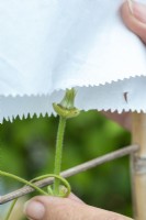 Le style de la fleur femelle de clématite est placé dans un sac en papier pour éviter qu'il ne soit accidentellement pollinisé