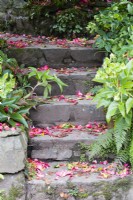 Des marches en pierre avec des débris de fleurs de rhododendrons roses avec des hellébores de chaque côté. Avril
