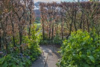 Vue sur Fagus sylvatica haie avec de nouvelles feuilles fraîches et chemin de pierre dans un jardin de campagne informel au printemps - avril