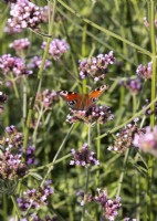 Verbena bonariensis avec papillon, été août