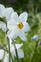 Narcisse - Actaea Poeticus