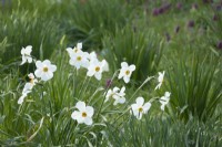 Narcisse - Actaea Poeticus poussant entre l'herbe.