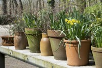 Pots en terre cuite plantés de plusieurs bulbes comme des narcisses jaunes et des tulipes d'affilée sur une table en bois.