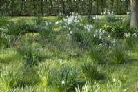 Narcisse - Actaea Poeticus et Fritillaria meleagris poussant entre l'herbe dans le verger.