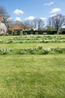 Des rangées de narcisses blancs plantés dans la pelouse.