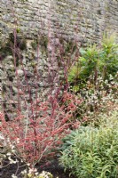 Parterre de fleurs d'hiver comprenant l'hamamélis Hamamelis intermedia 'New Red' = 'Diane', cornouillers et conifères au Bishop's Palace, Wells en janvier.