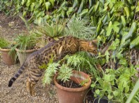 Chasse au chat bengal dans le jardin