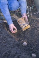 Femme plantant des pommes de terre dans les tranchées