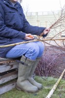 Femme coupant des branches des bouleaux