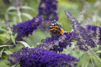 Papillon vulcain - Vanessa atalanta - sur Buddleia davidii 'Buzz Indigo' - Arbre aux papillons