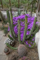 Lampranthus 'Rosea' dans la Cactus House du Winterbourne Botanic Garden, mai