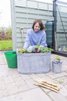 Femme plantant de la marjolaine dans un grand pot en métal