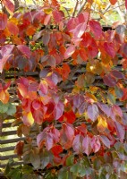 Diospyros kaki en automne, automne octobre