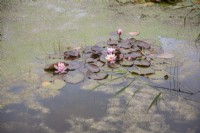 Floraison de Nymphaea dans un étang sauvage. Portrait végétal.